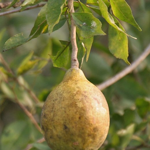 বেলের ছবি
