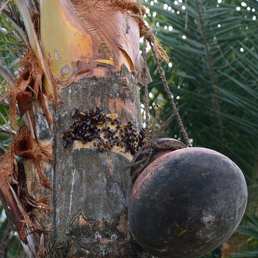 খেজুরের রসের ছবি